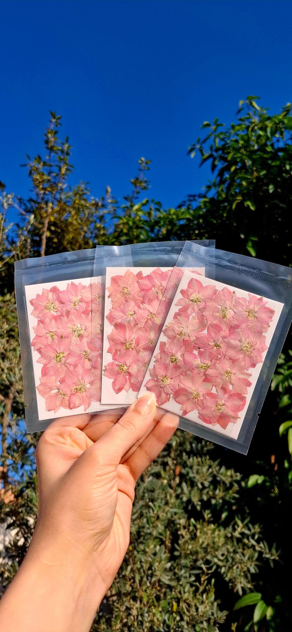 Naturally dried Sakura flowers, 12 pcs/pack