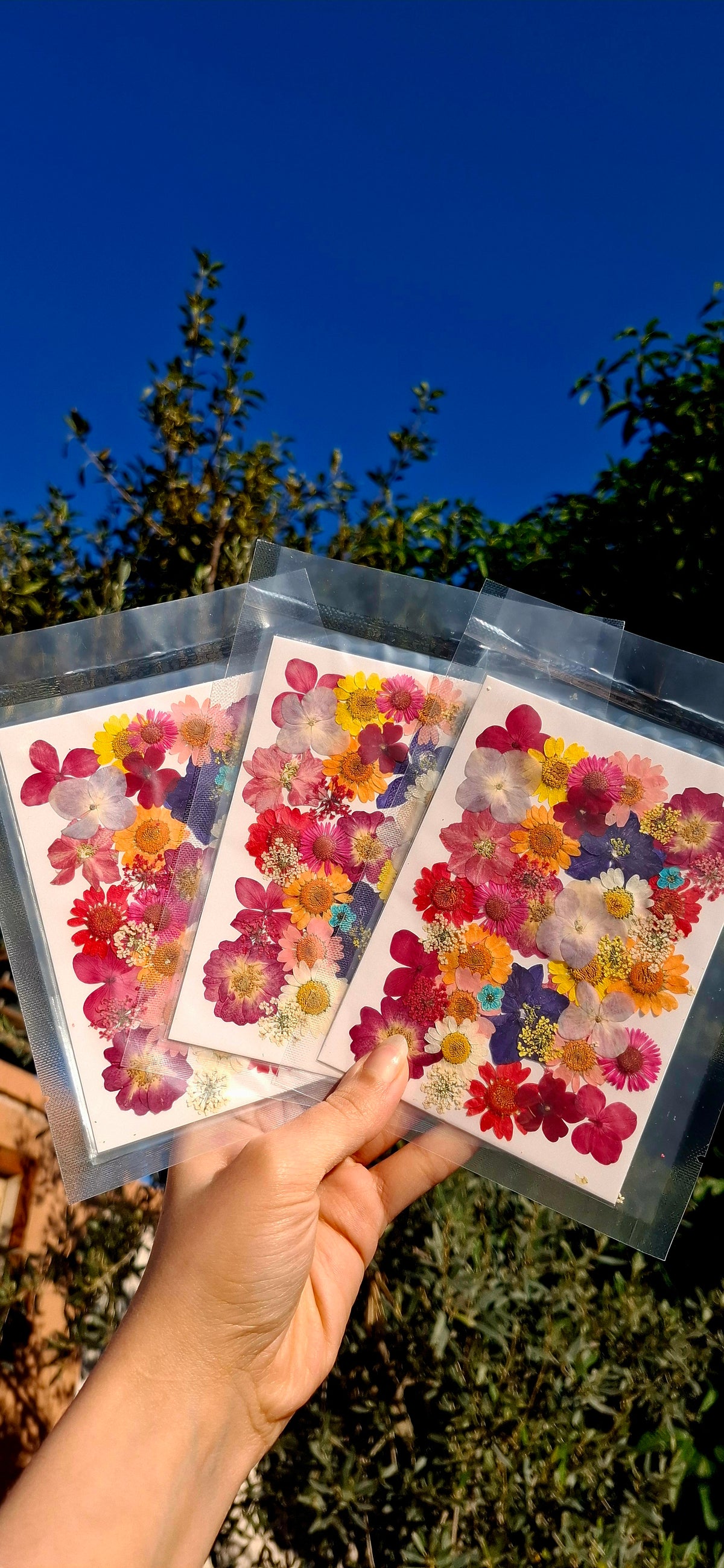 Naturally dried mix flowers pack
