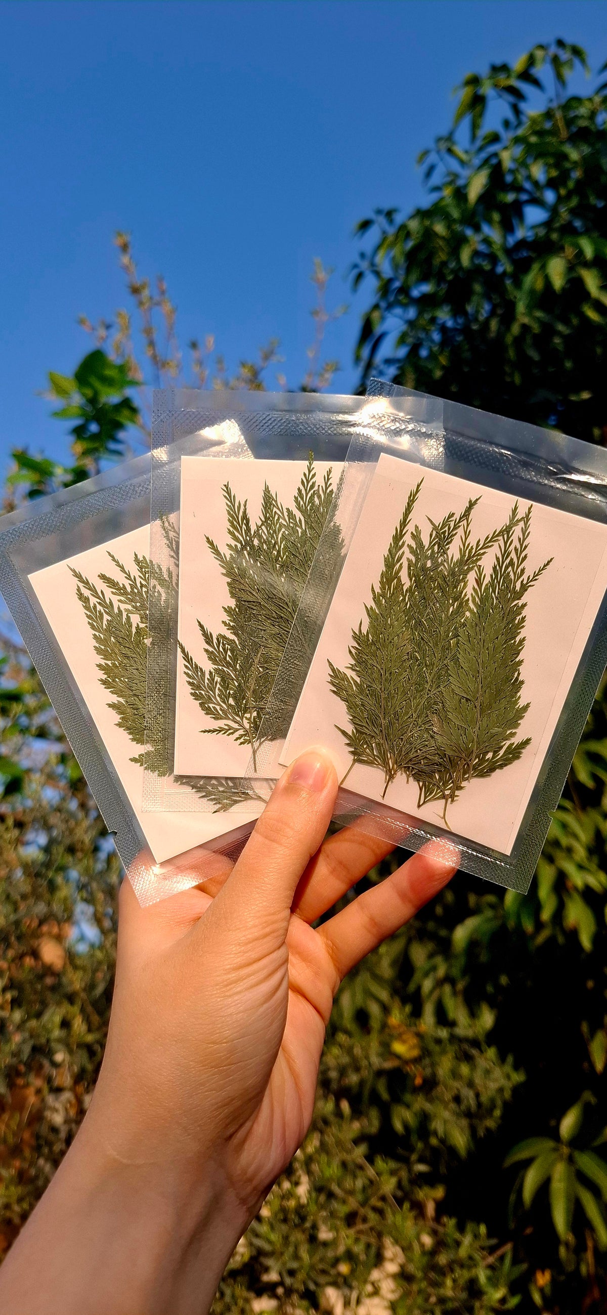 Dry Leaves Pack