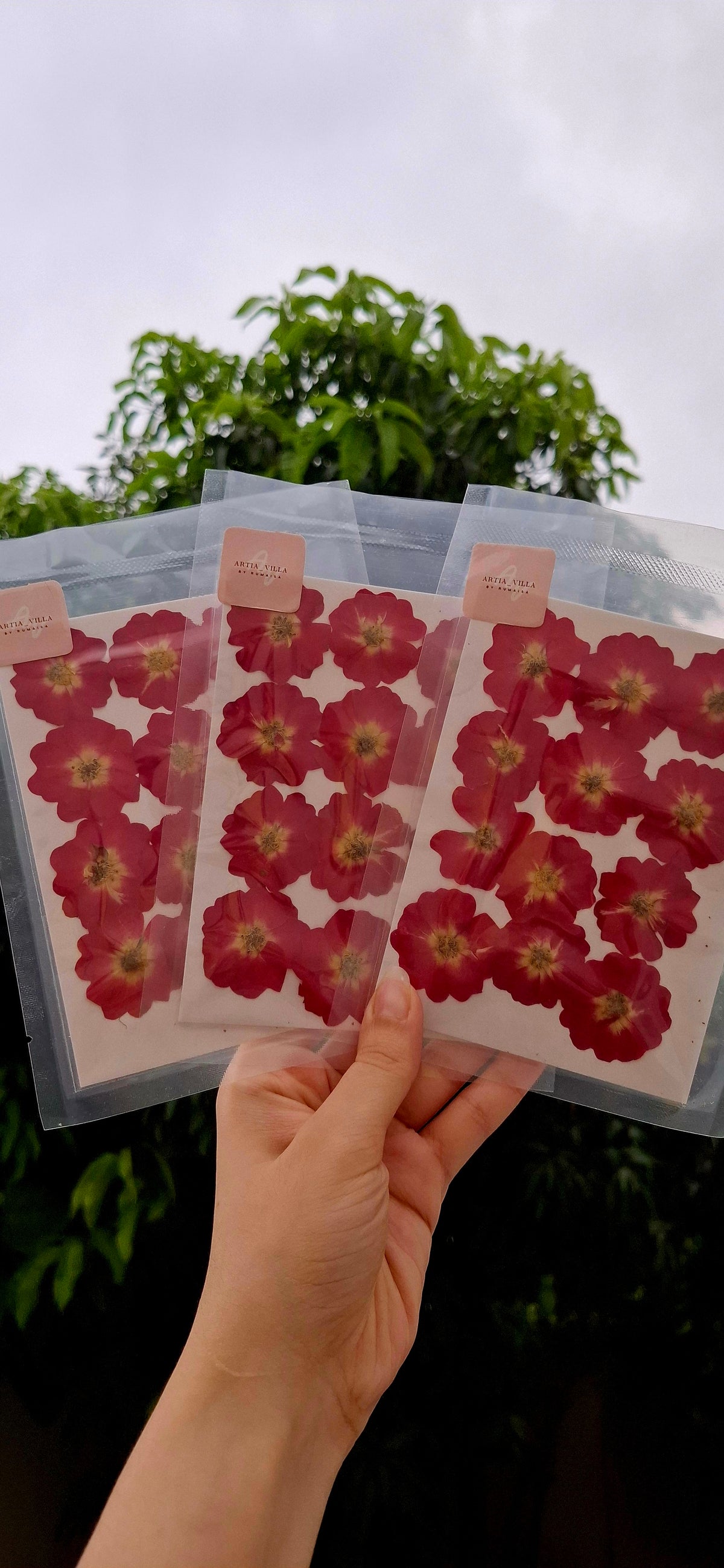 Pressed Dry Roses | 12pcs per pack
