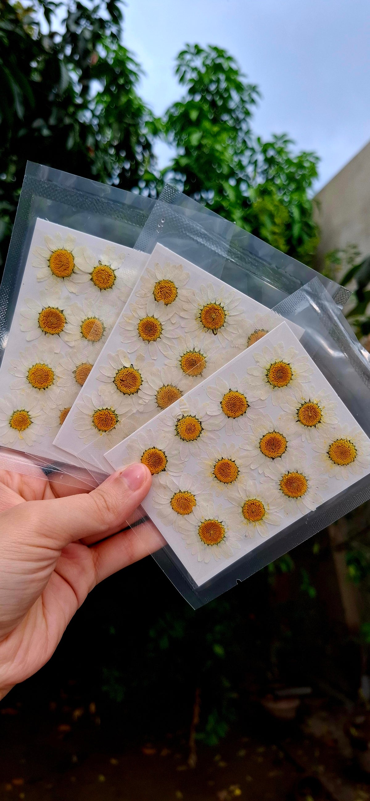 Real Dried Daisy Flowers