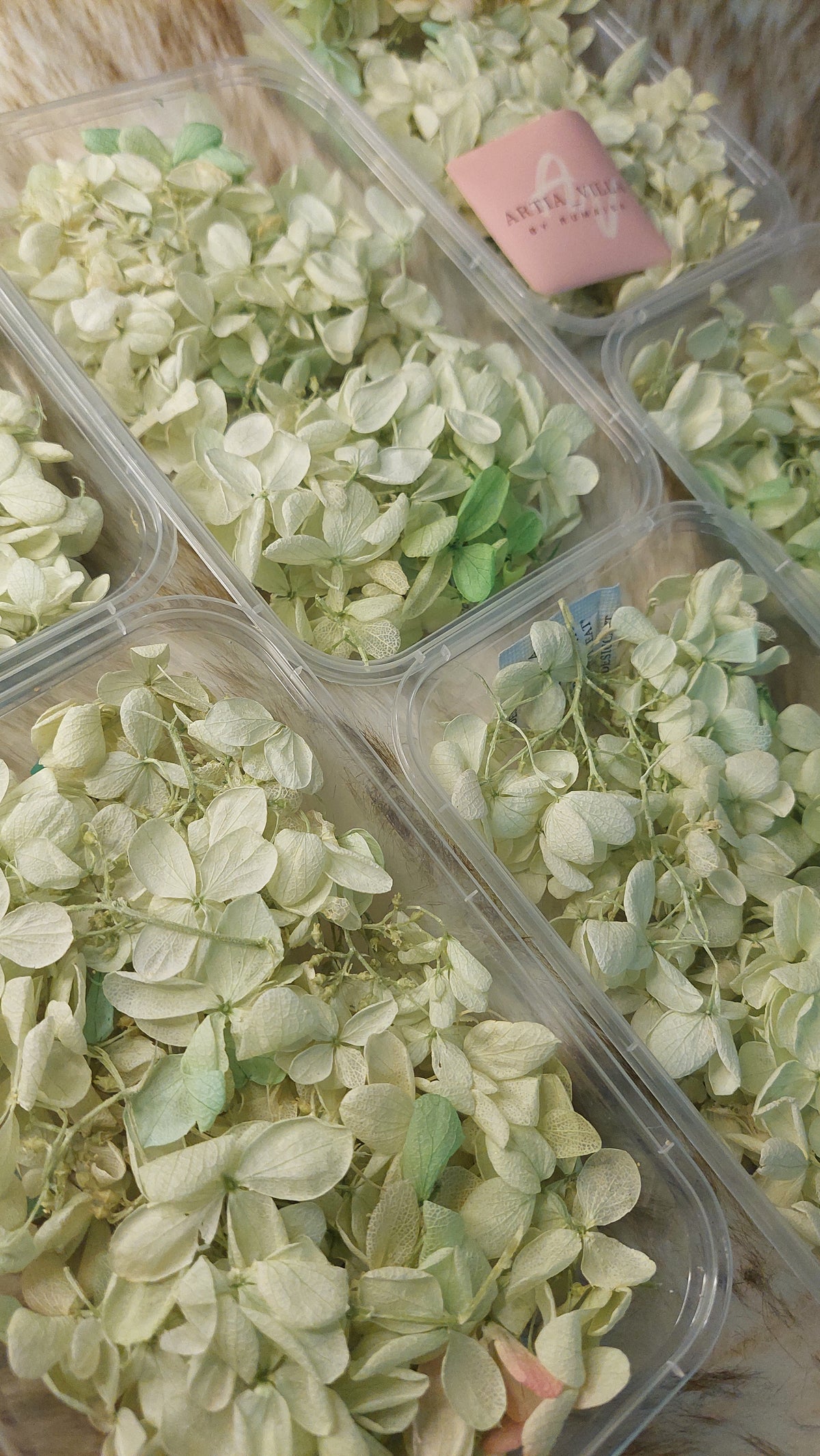 Hydrangea  Dry Flowers