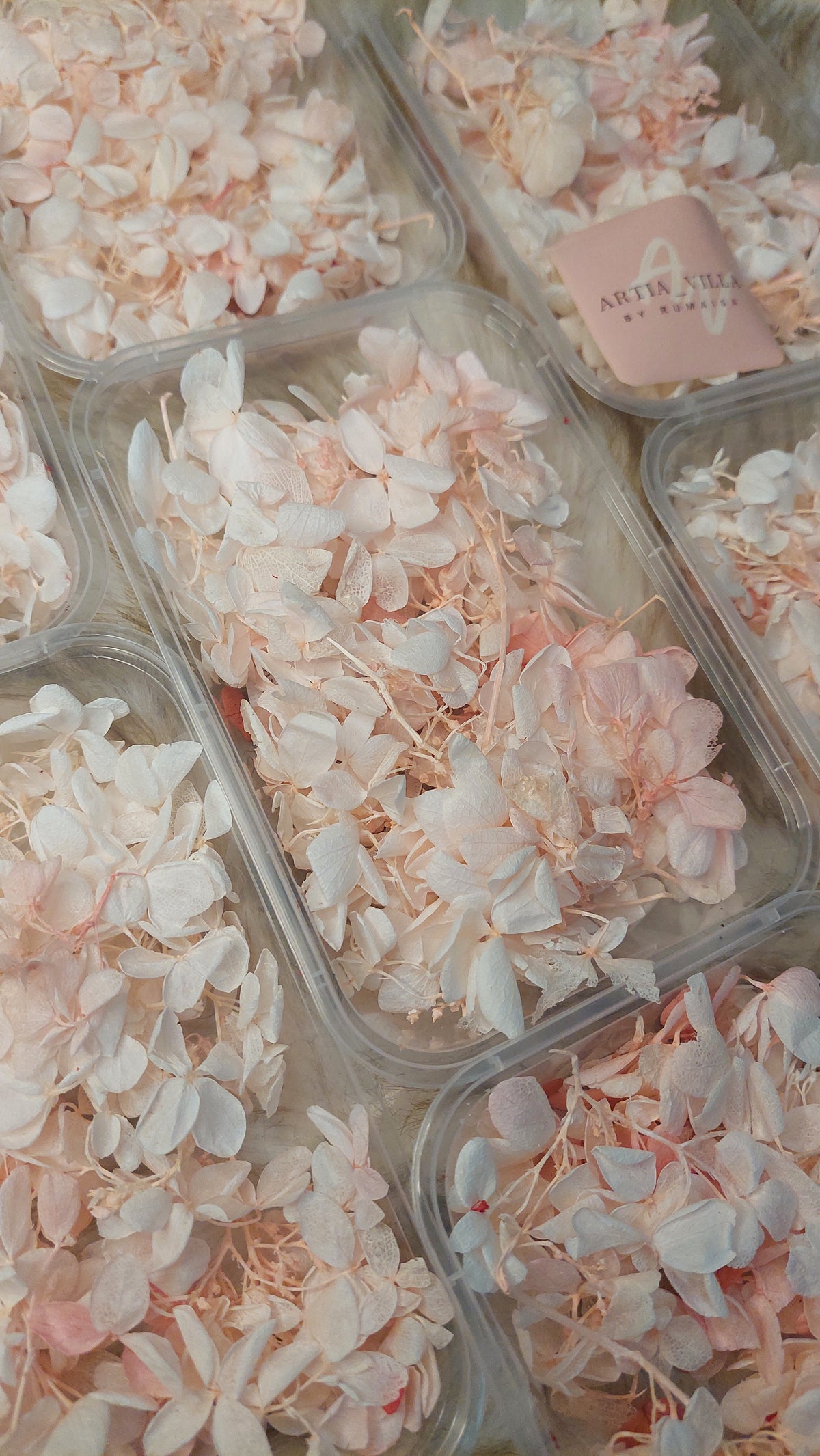 Hydrangea  Dry Flowers
