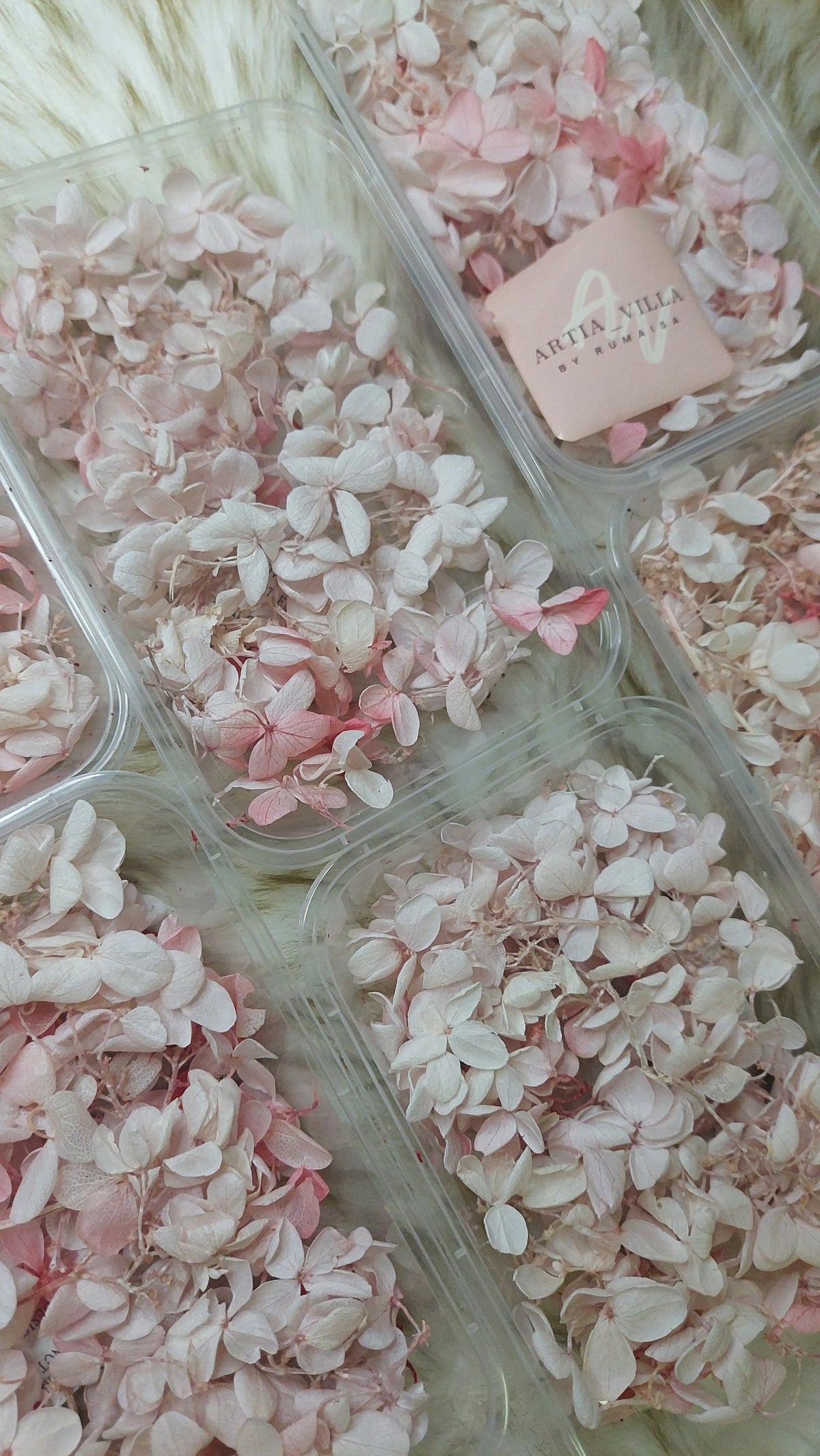 Hydrangea  Dry Flowers
