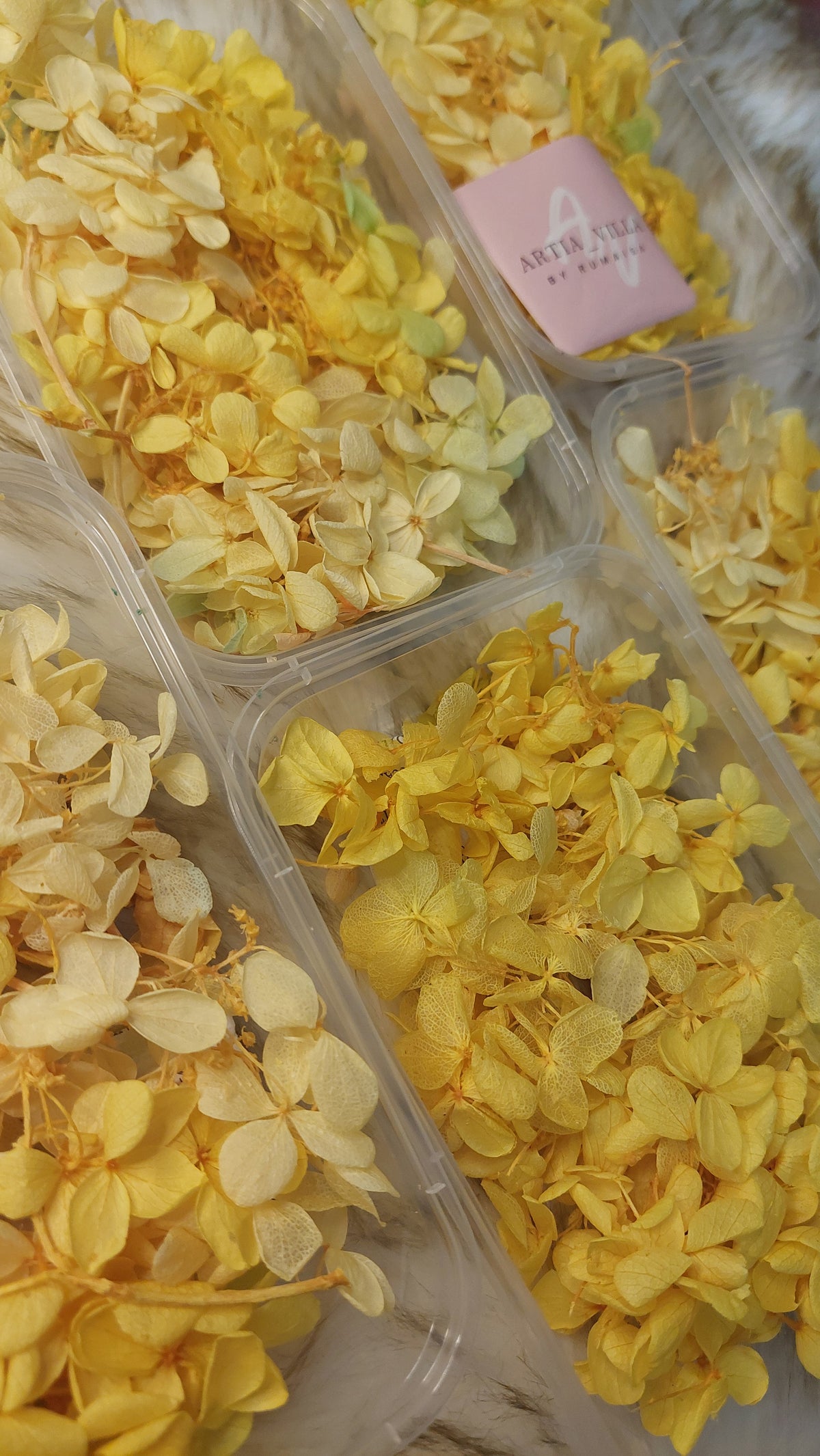 Hydrangea  Dry Flowers