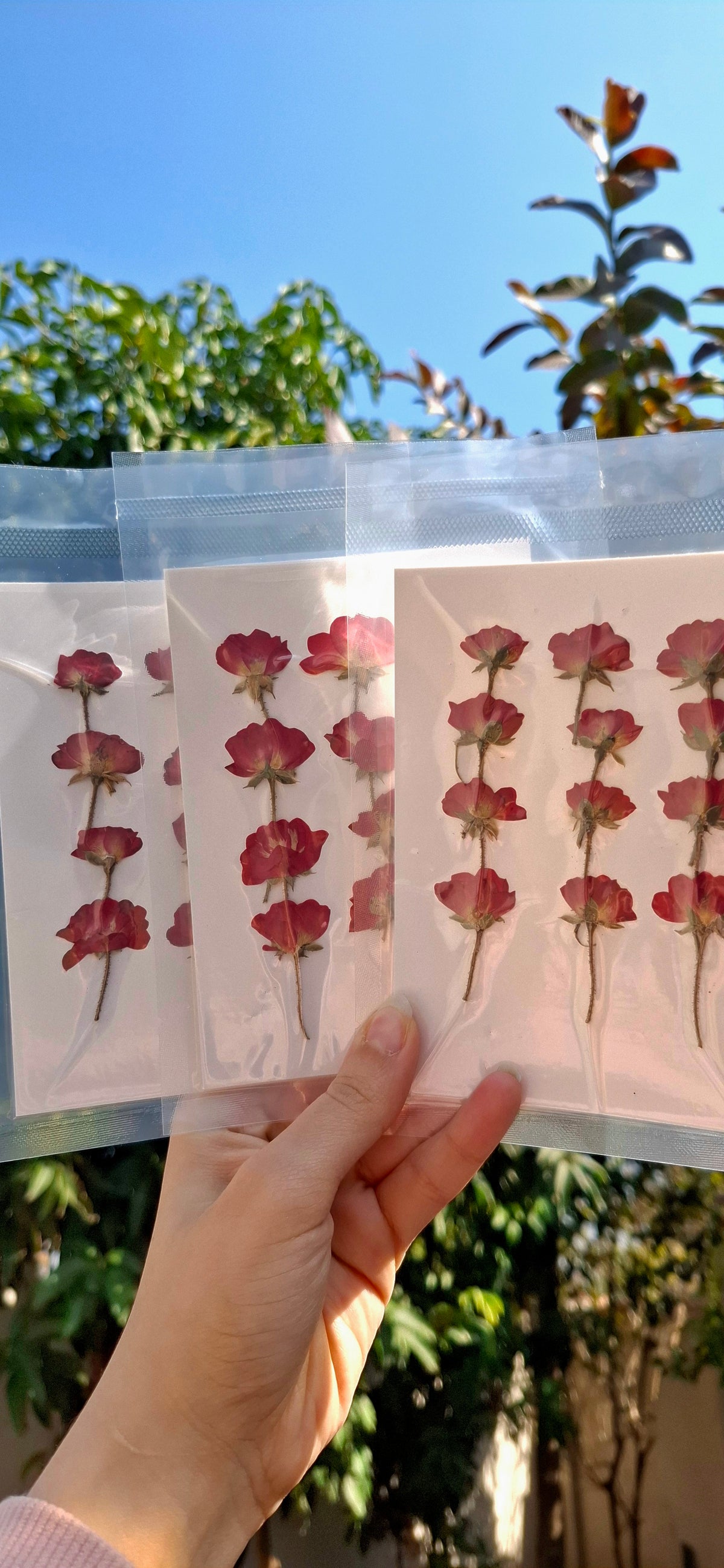 Side pressed rose pack , 12 pcs/pack