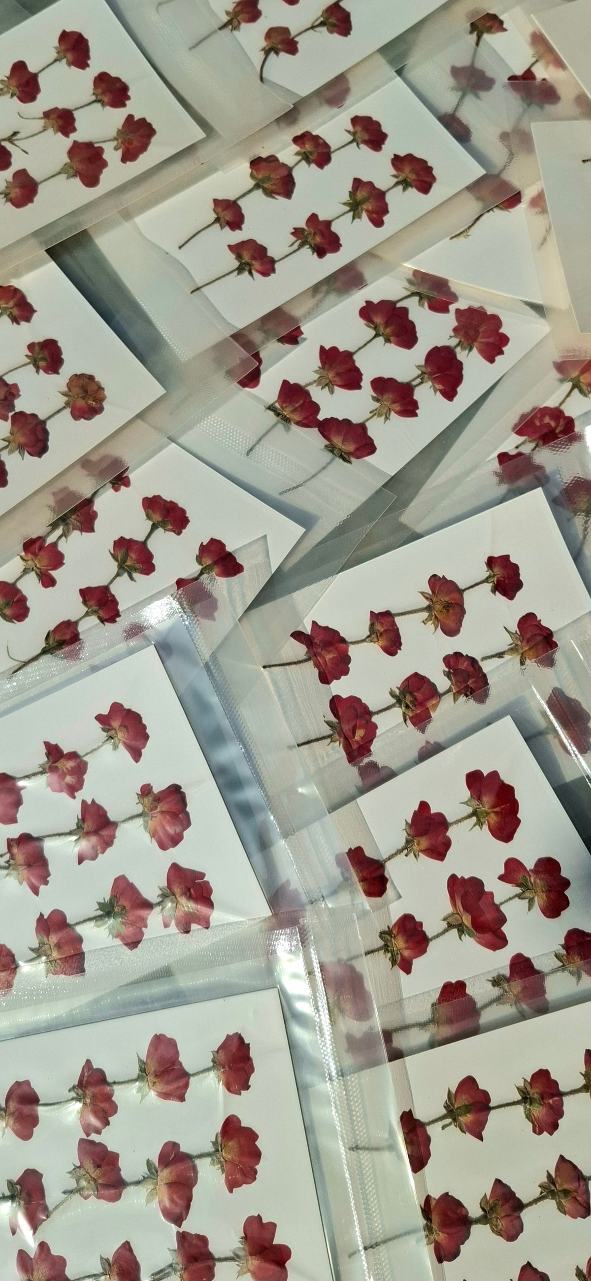 Side pressed rose pack , 12 pcs/pack