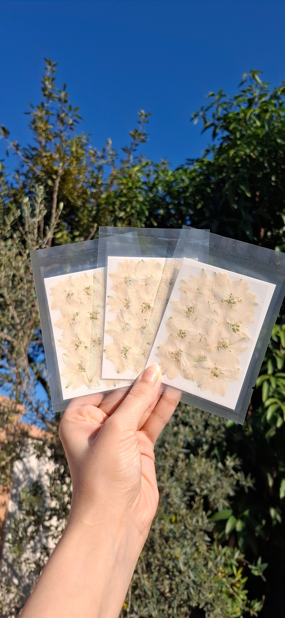 Naturally dried Sakura flowers, 12 pcs/pack