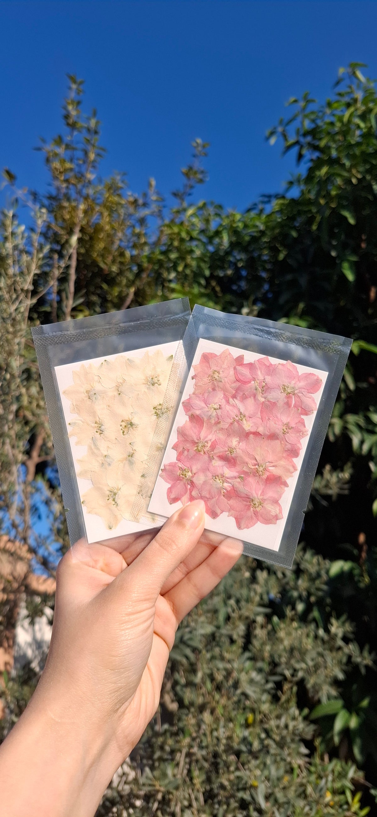Naturally dried Sakura flowers, 12 pcs/pack