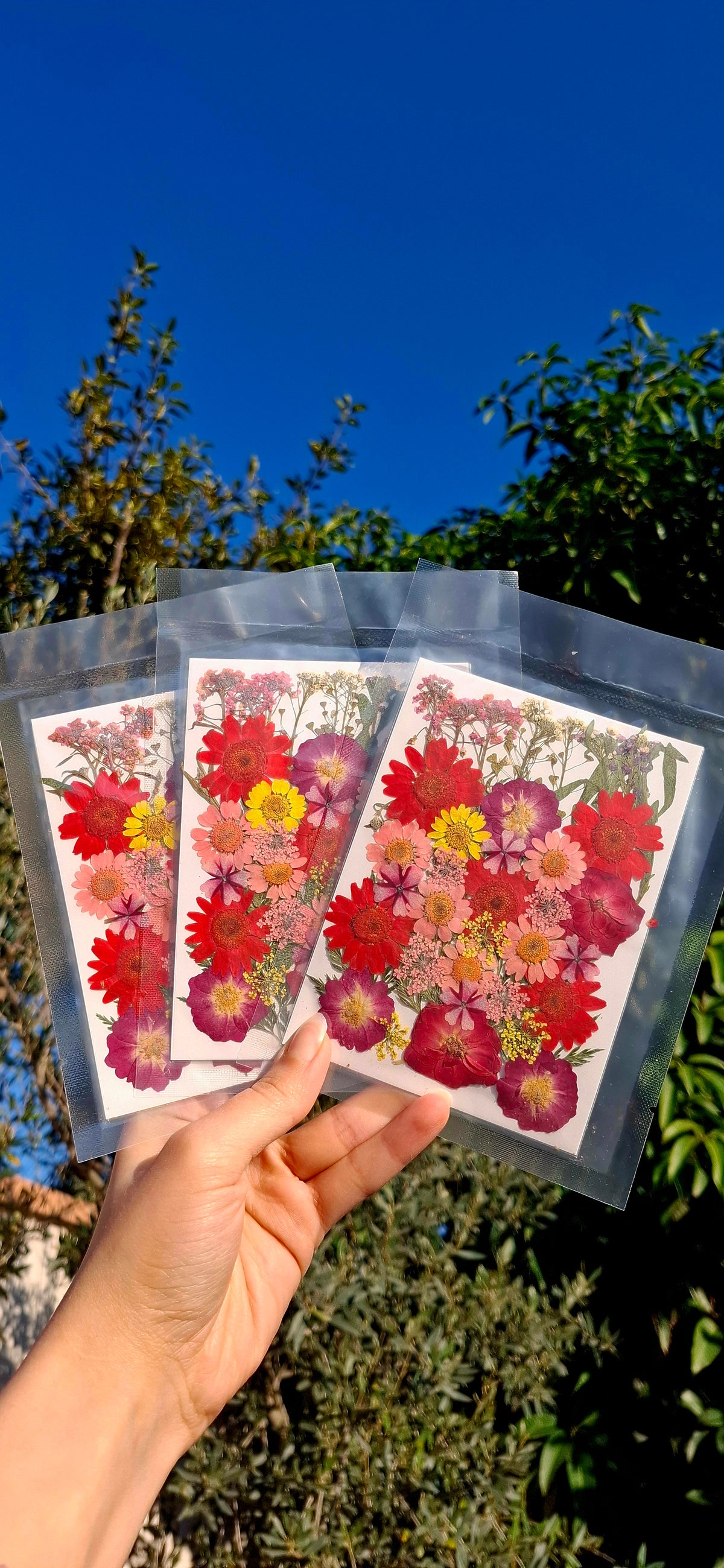 Naturally dried mix flowers pack