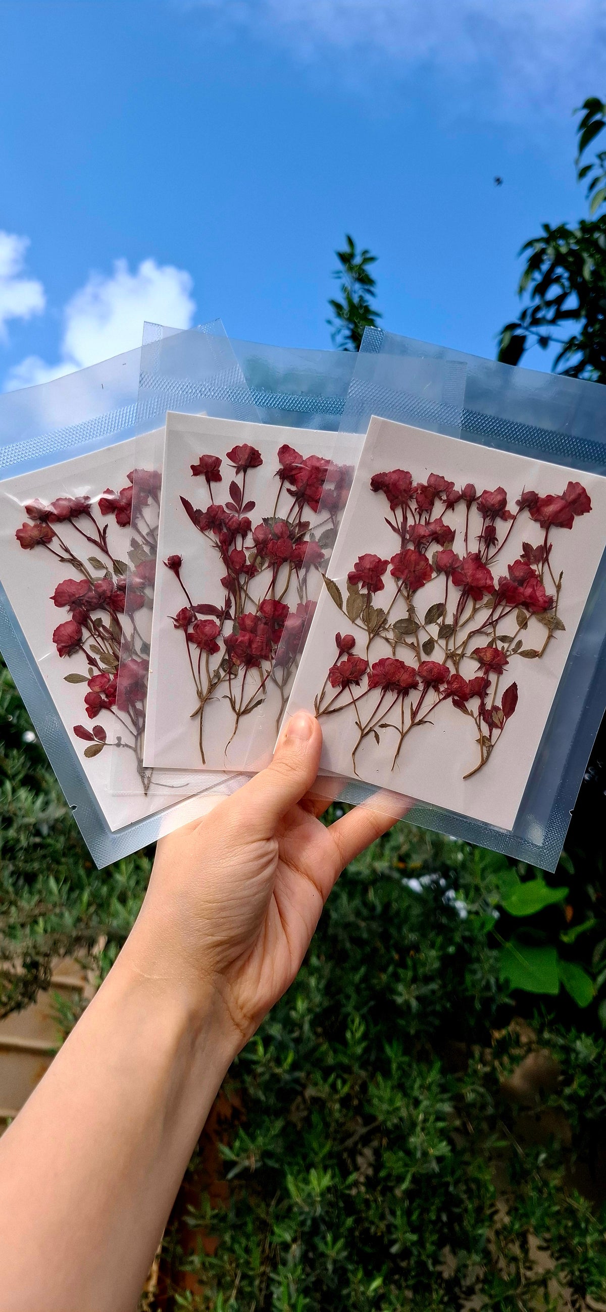 Real side pressed mini dry roses with stems