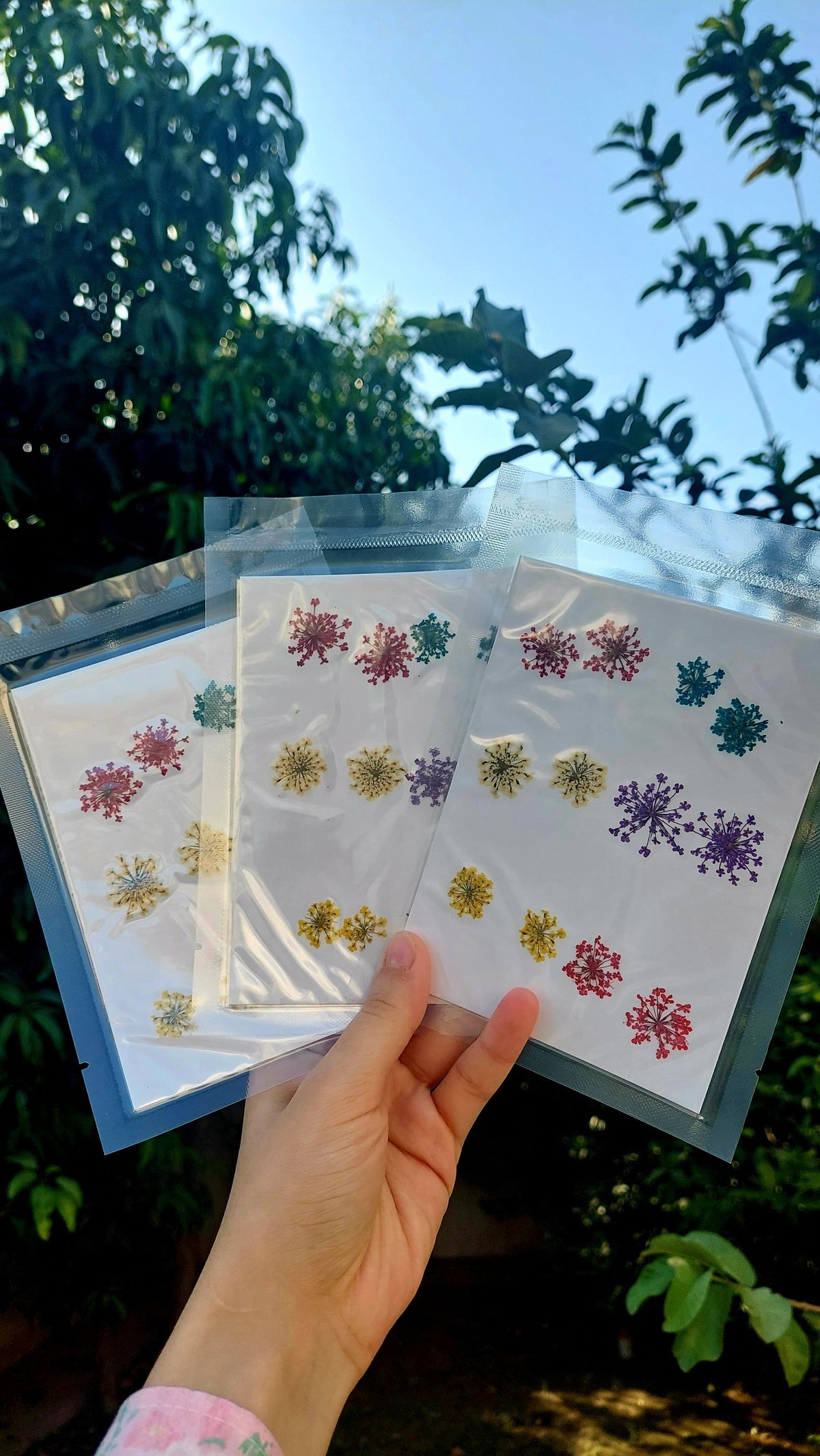 Real Dried Anna Lace Flowers,