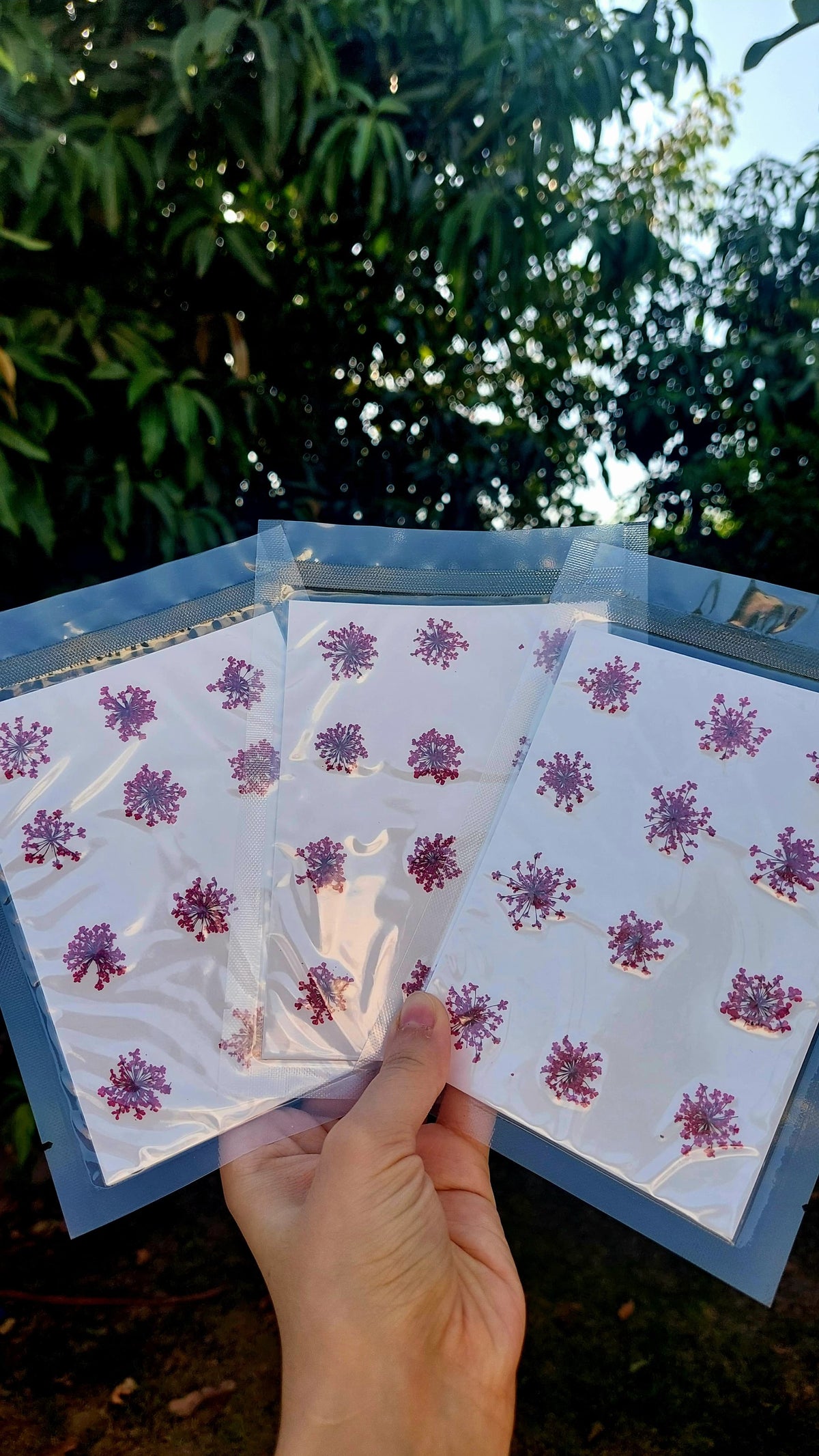 Real Dried Anna Lace Flowers,