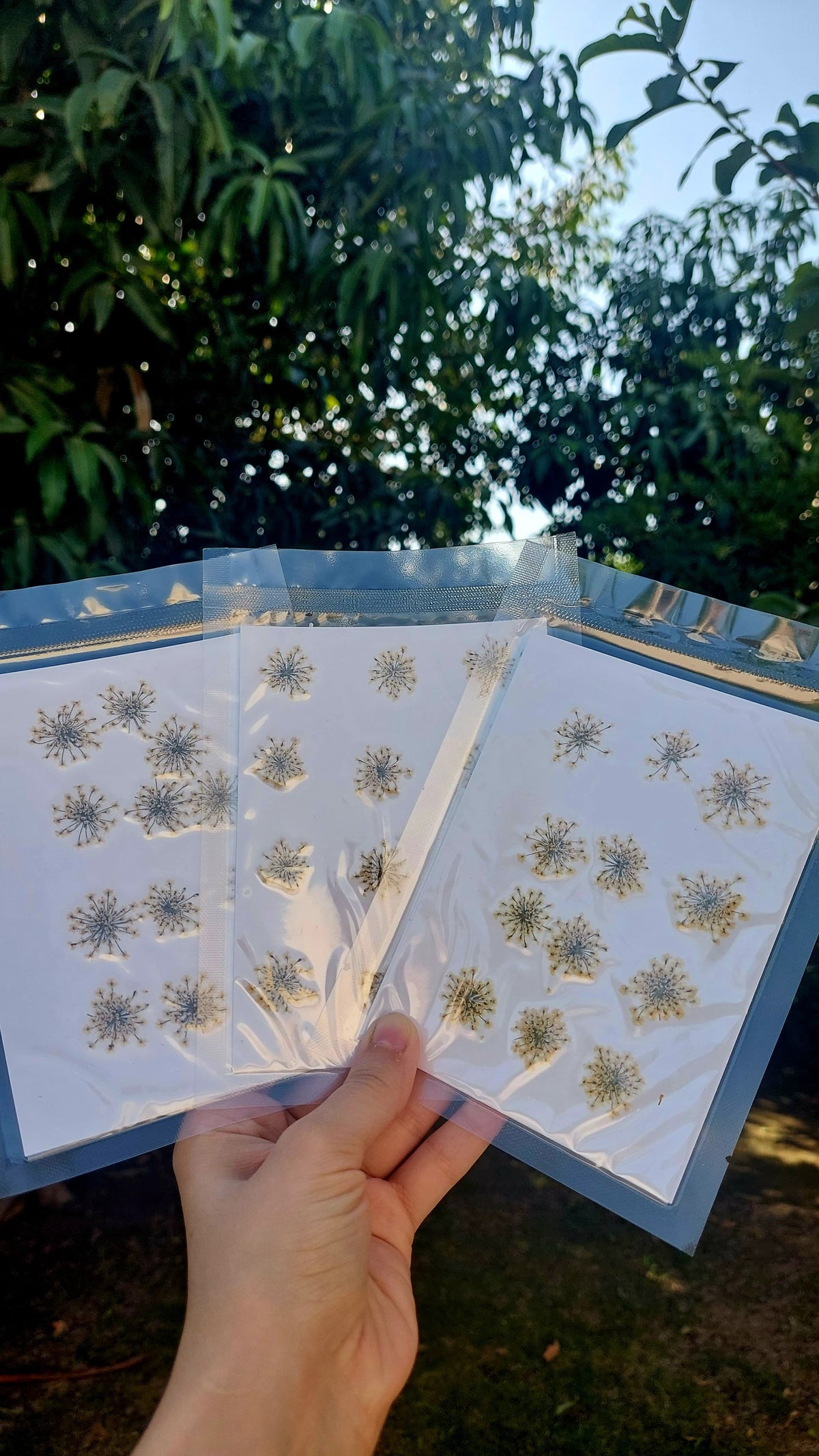 Real Dried Anna Lace Flowers,