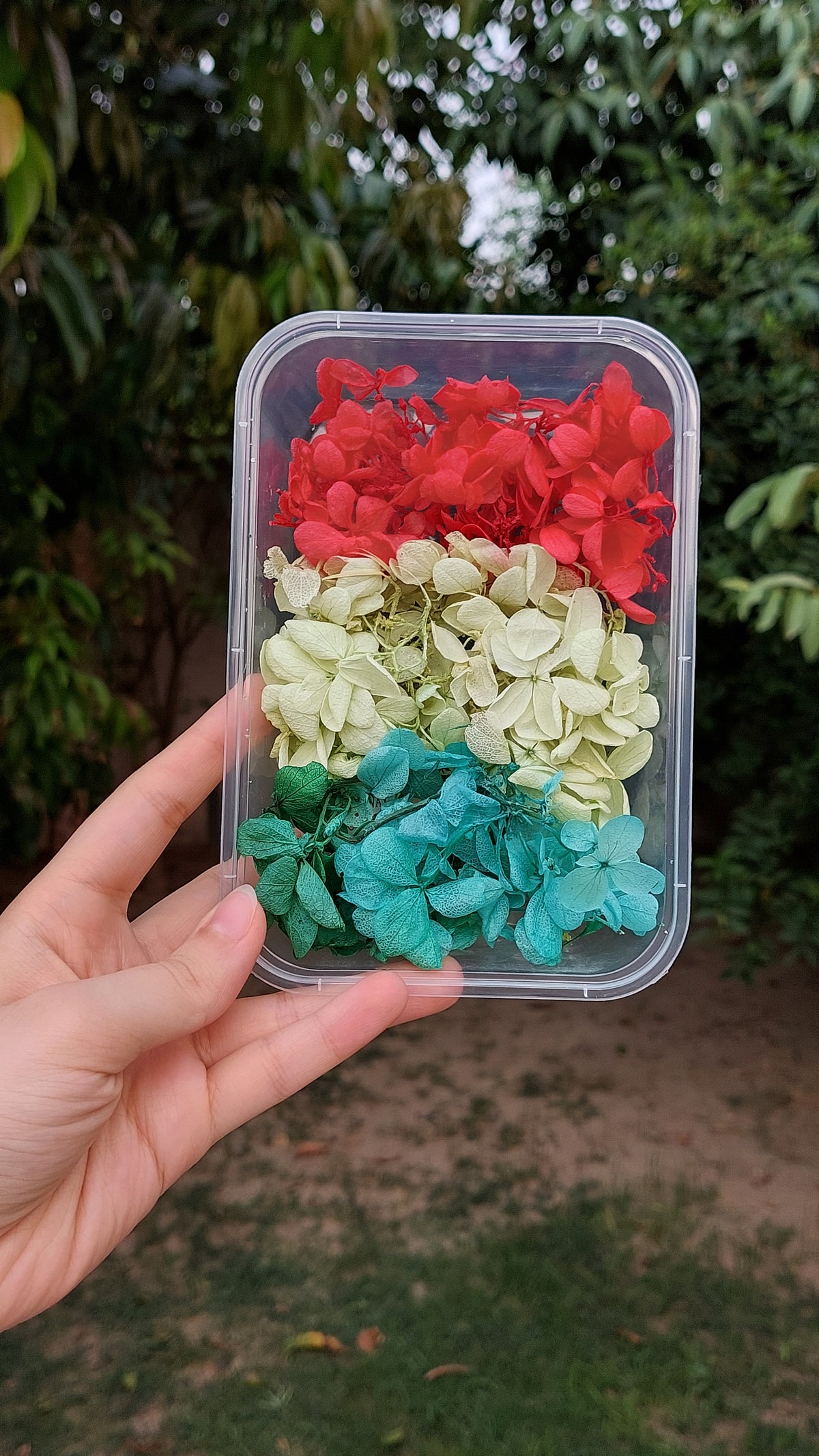 Hydrangea  Dry Flowers