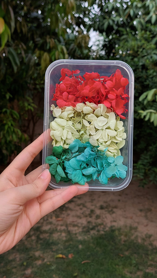 Hydrangea  Dry Flowers