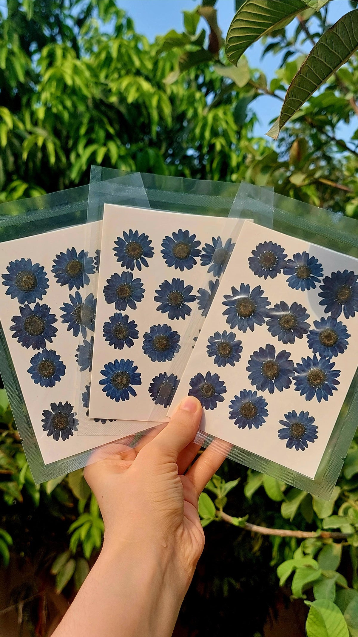 Real Dried Daisy Flowers