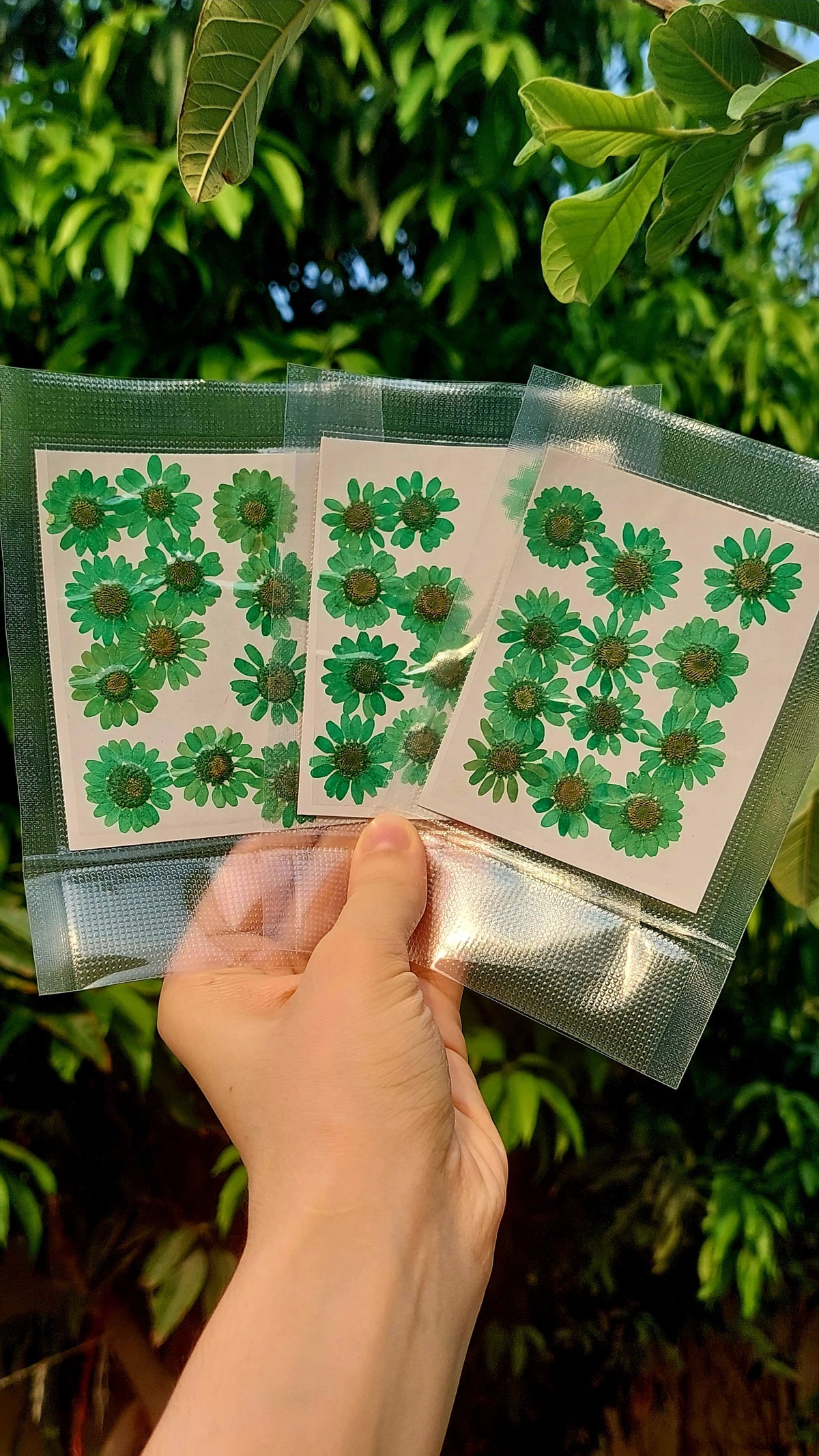 Real Dried Daisy Flowers