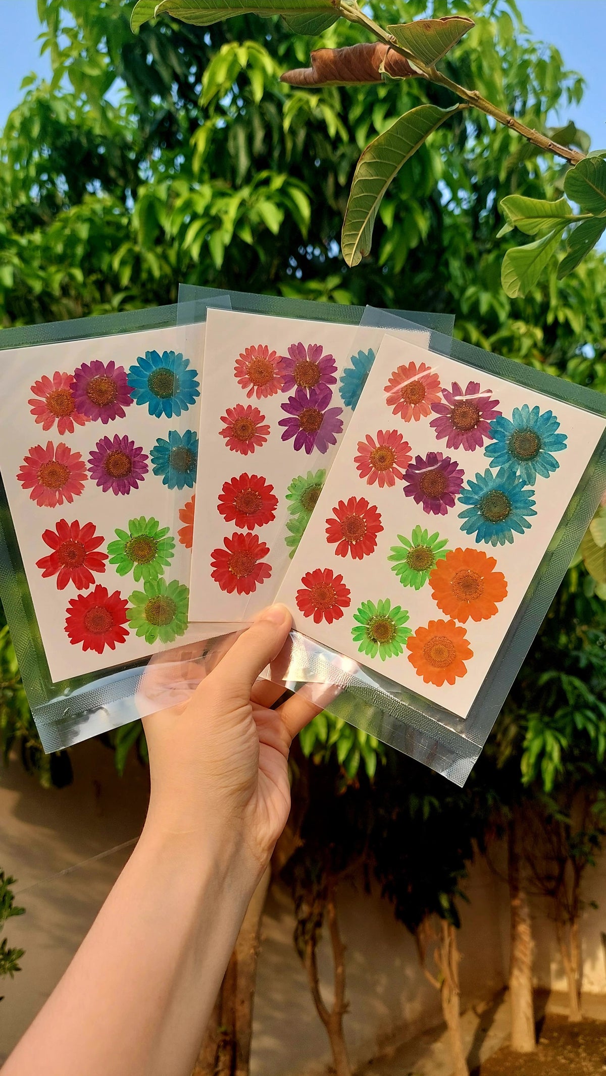 Real Dried Daisy Flowers