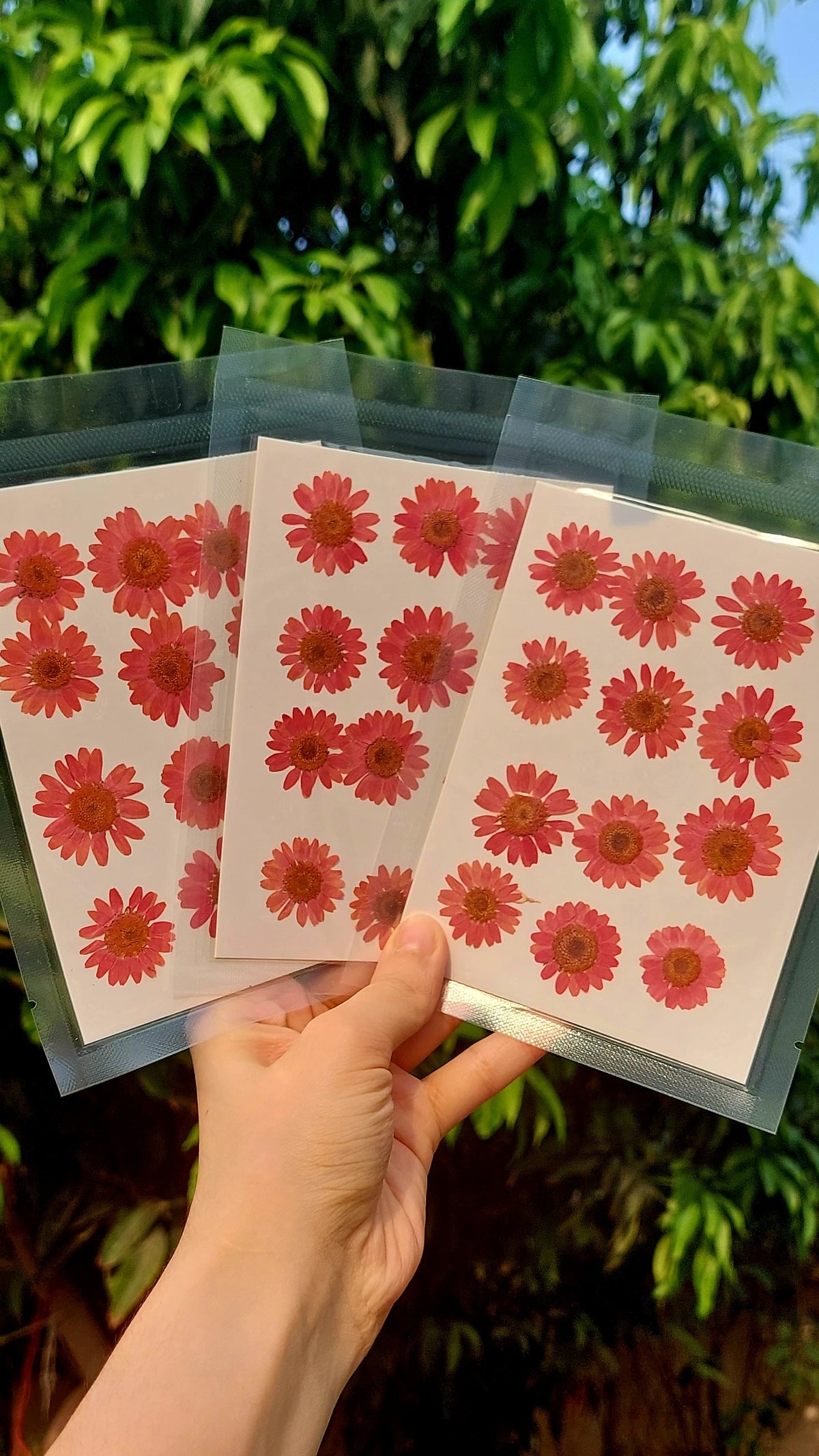 Real Dried Daisy Flowers