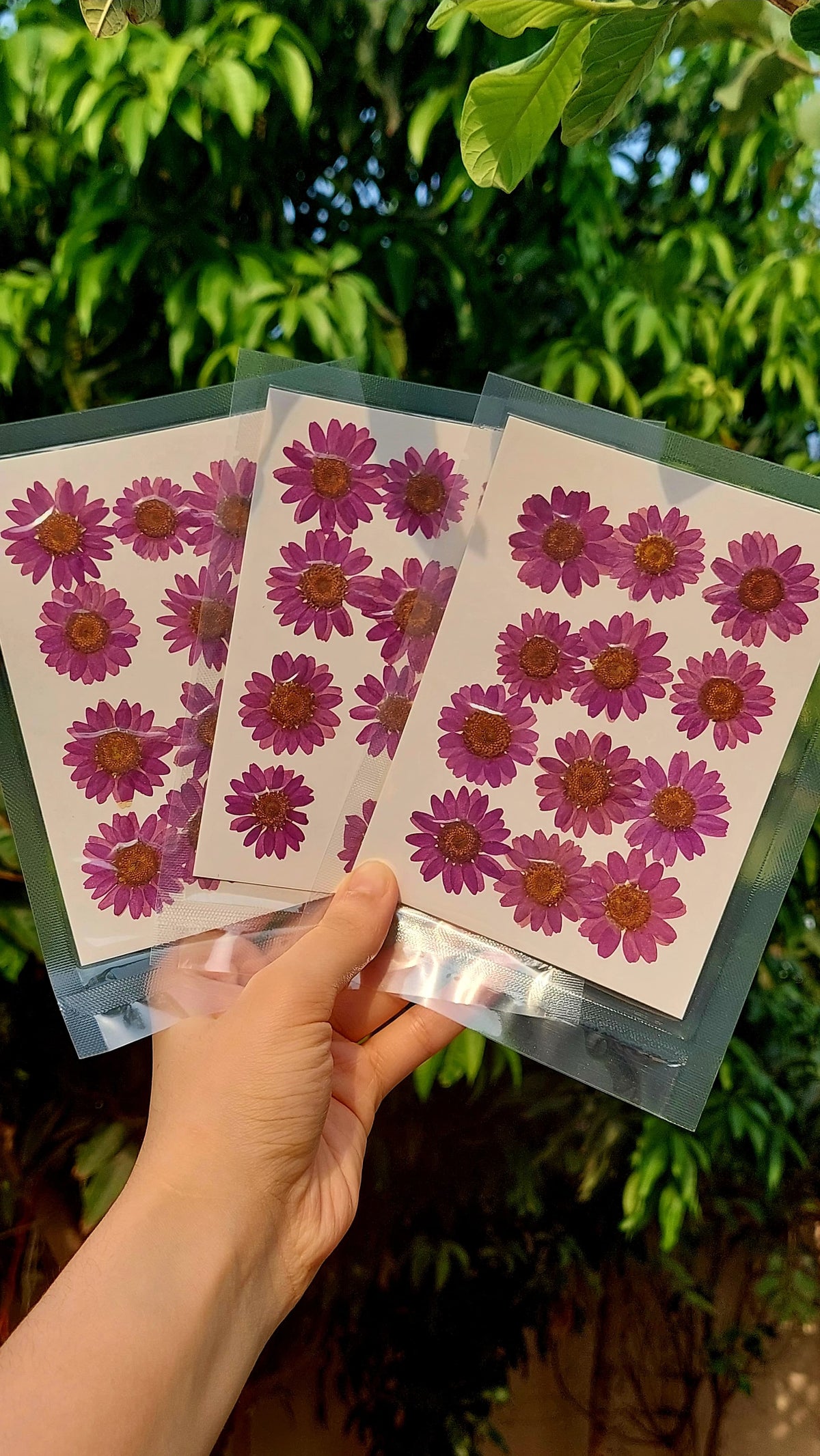 Real Dried Daisy Flowers