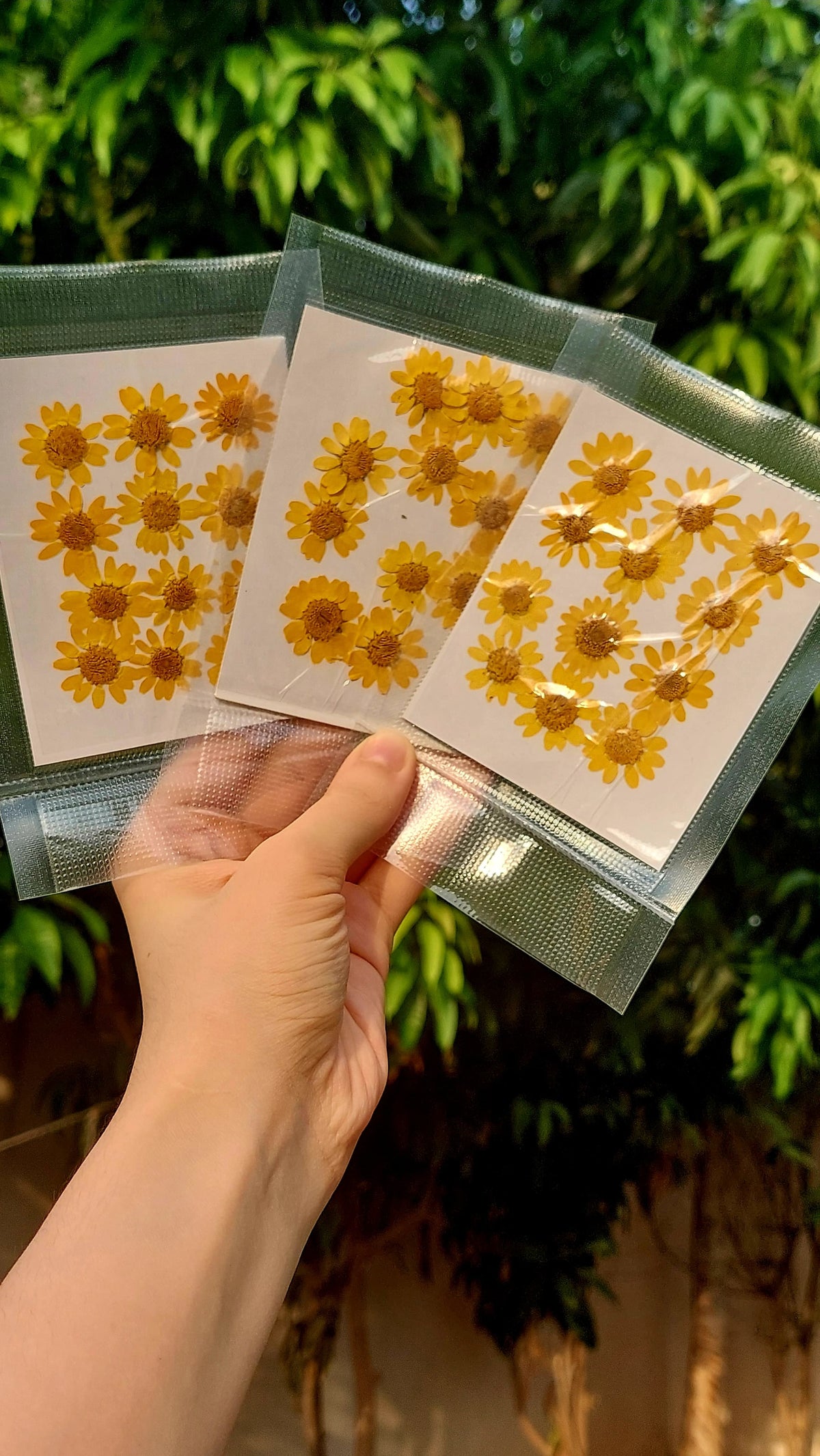 Real Dried Daisy Flowers