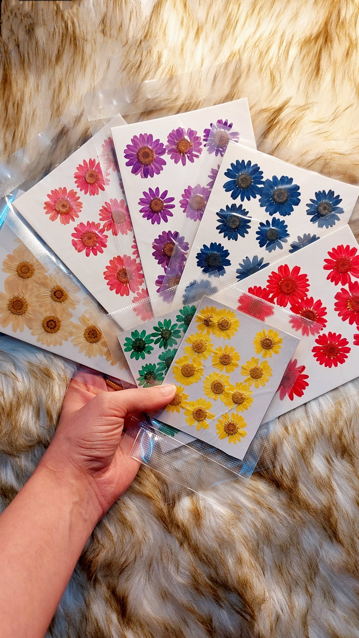 Real Dried Daisy Flowers