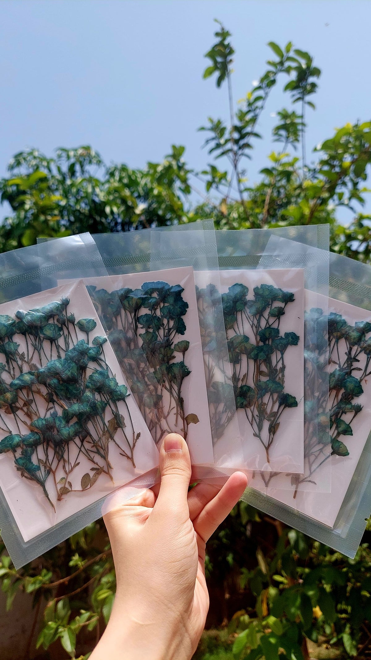 Real side pressed mini dry roses with stems