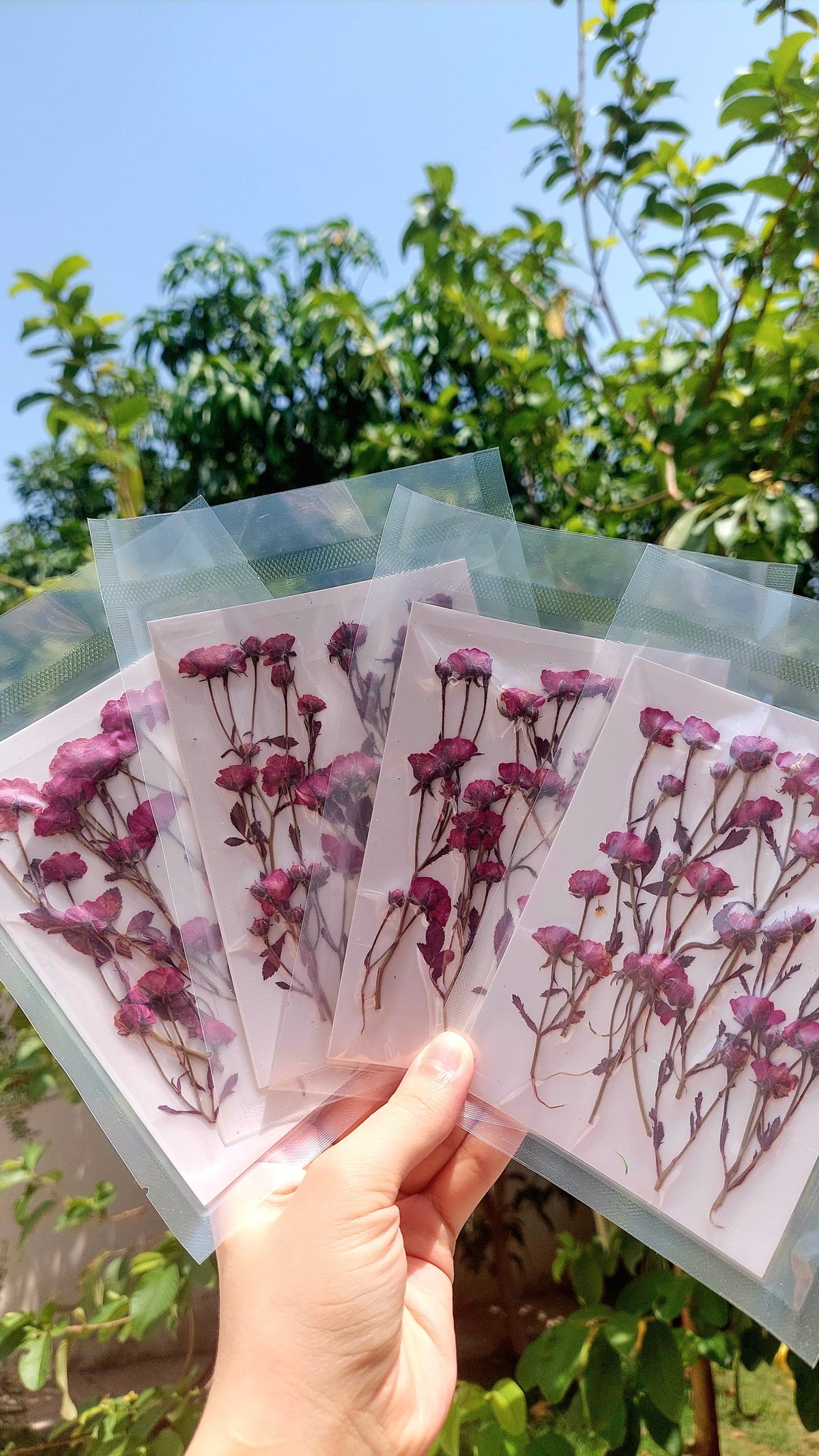 Real side pressed mini dry roses with stems