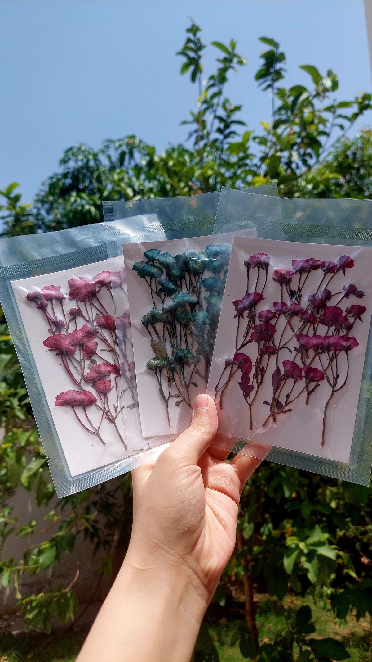 Real side pressed mini dry roses with stems