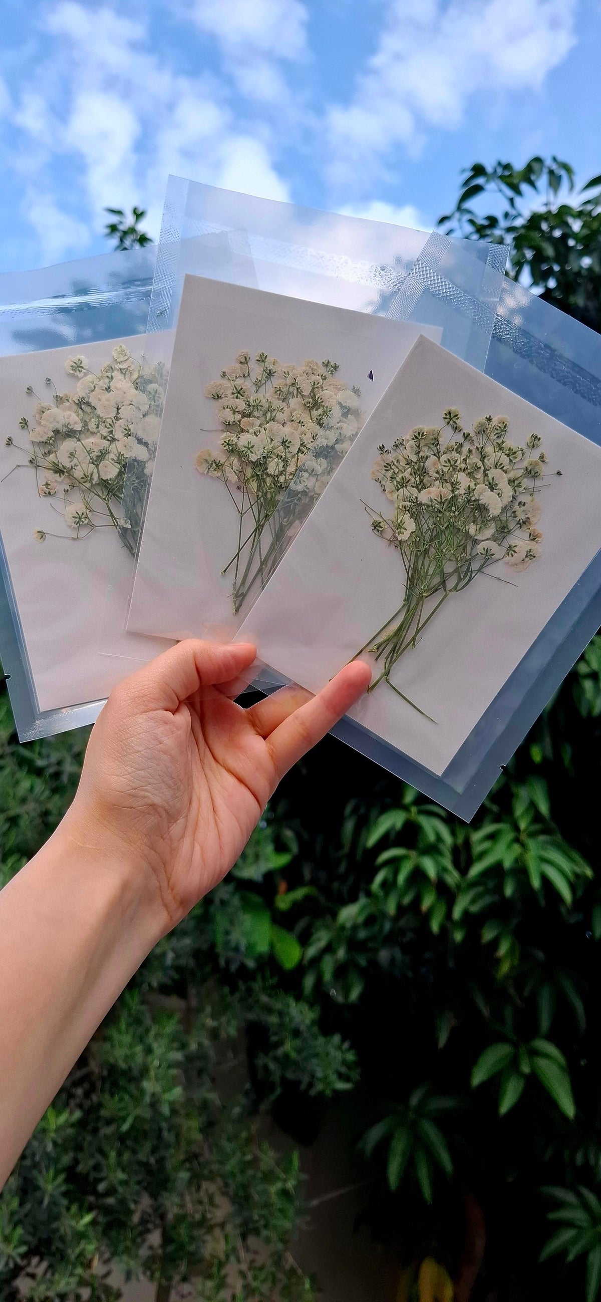 Pressed baby breath packs