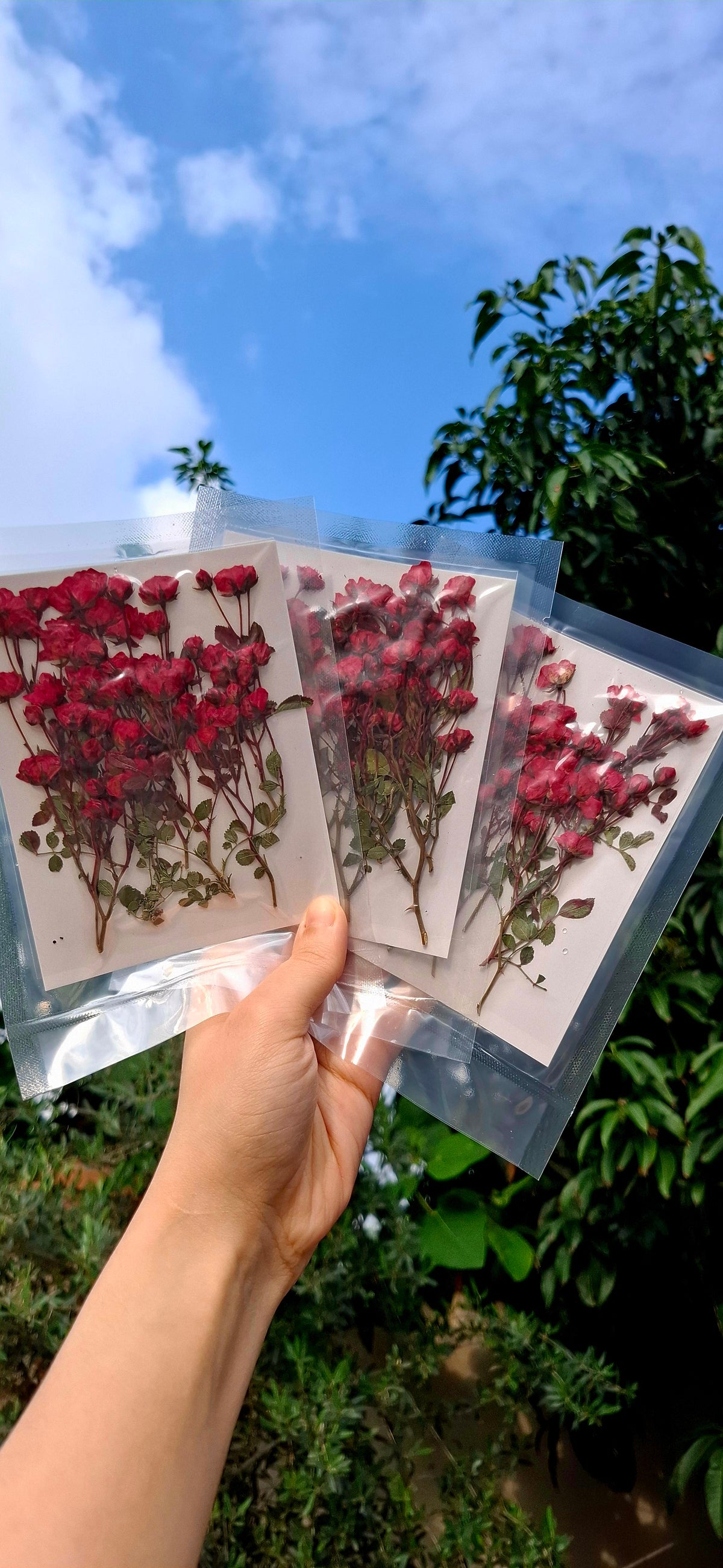 Real side pressed mini dry roses with stems