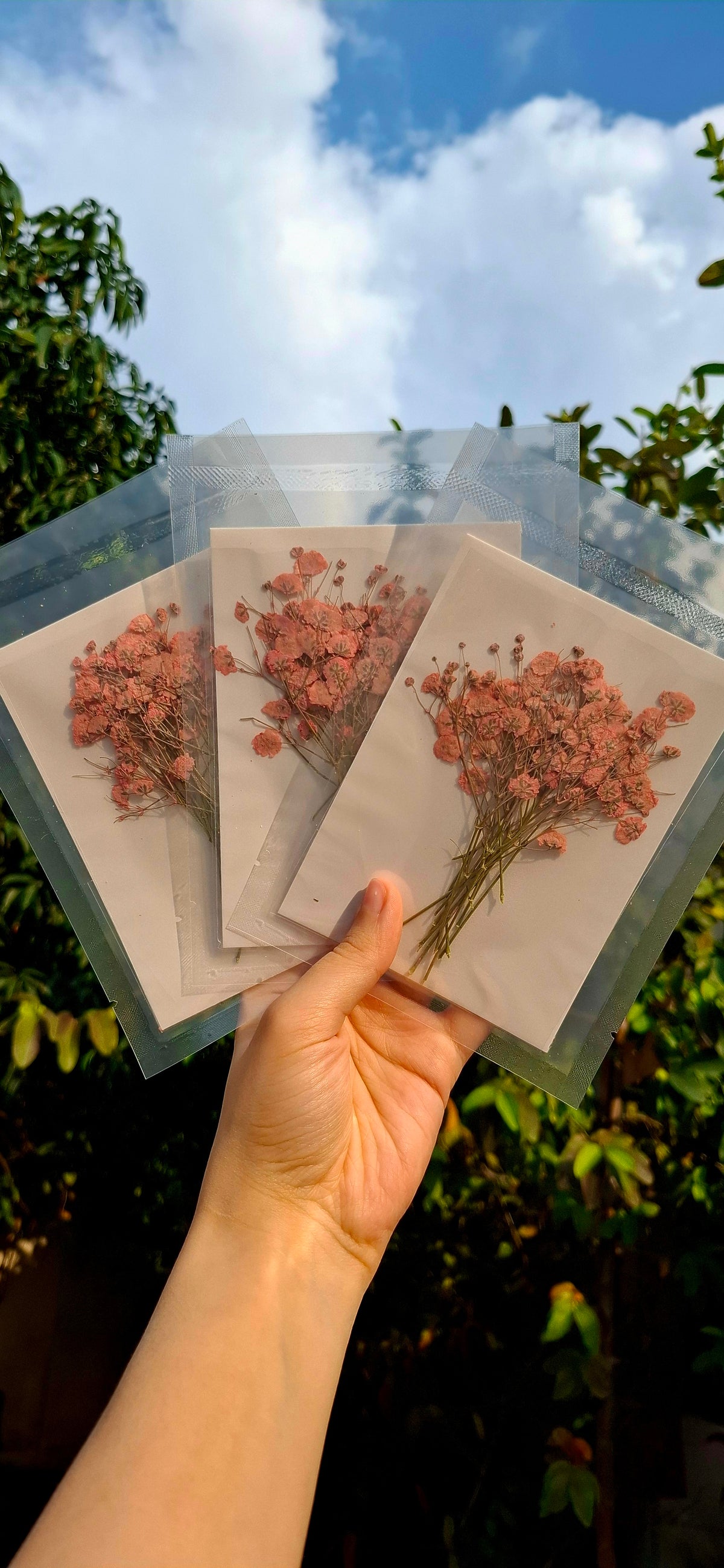Pressed baby breath packs