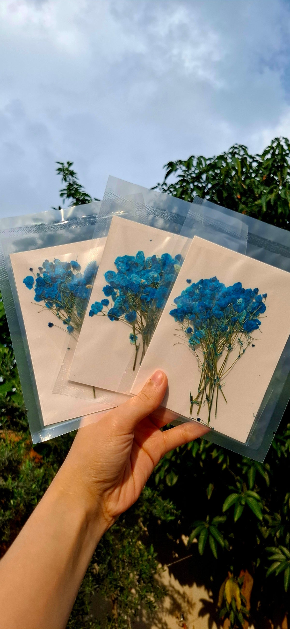 Pressed baby breath packs