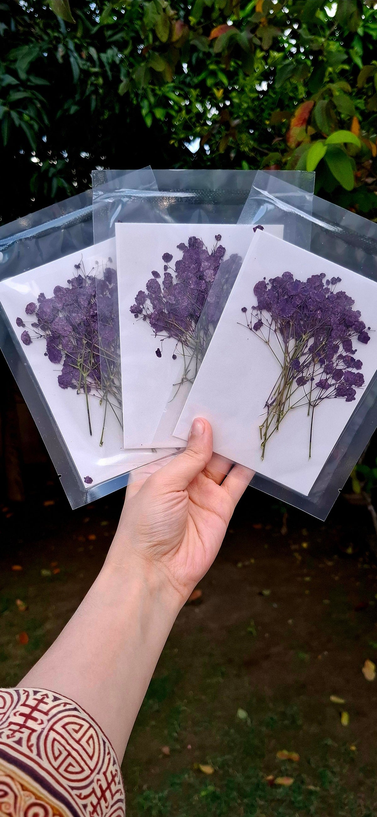 Pressed baby breath packs