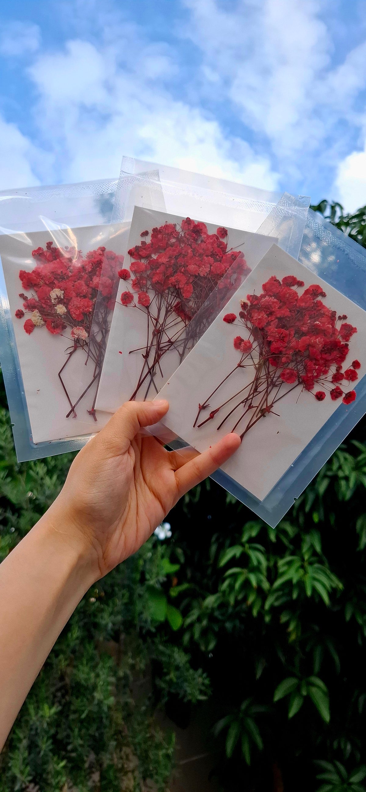 Pressed baby breath packs
