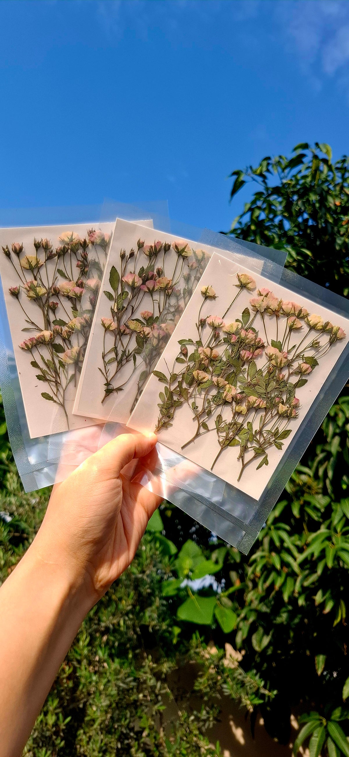 Real side pressed mini dry roses with stems